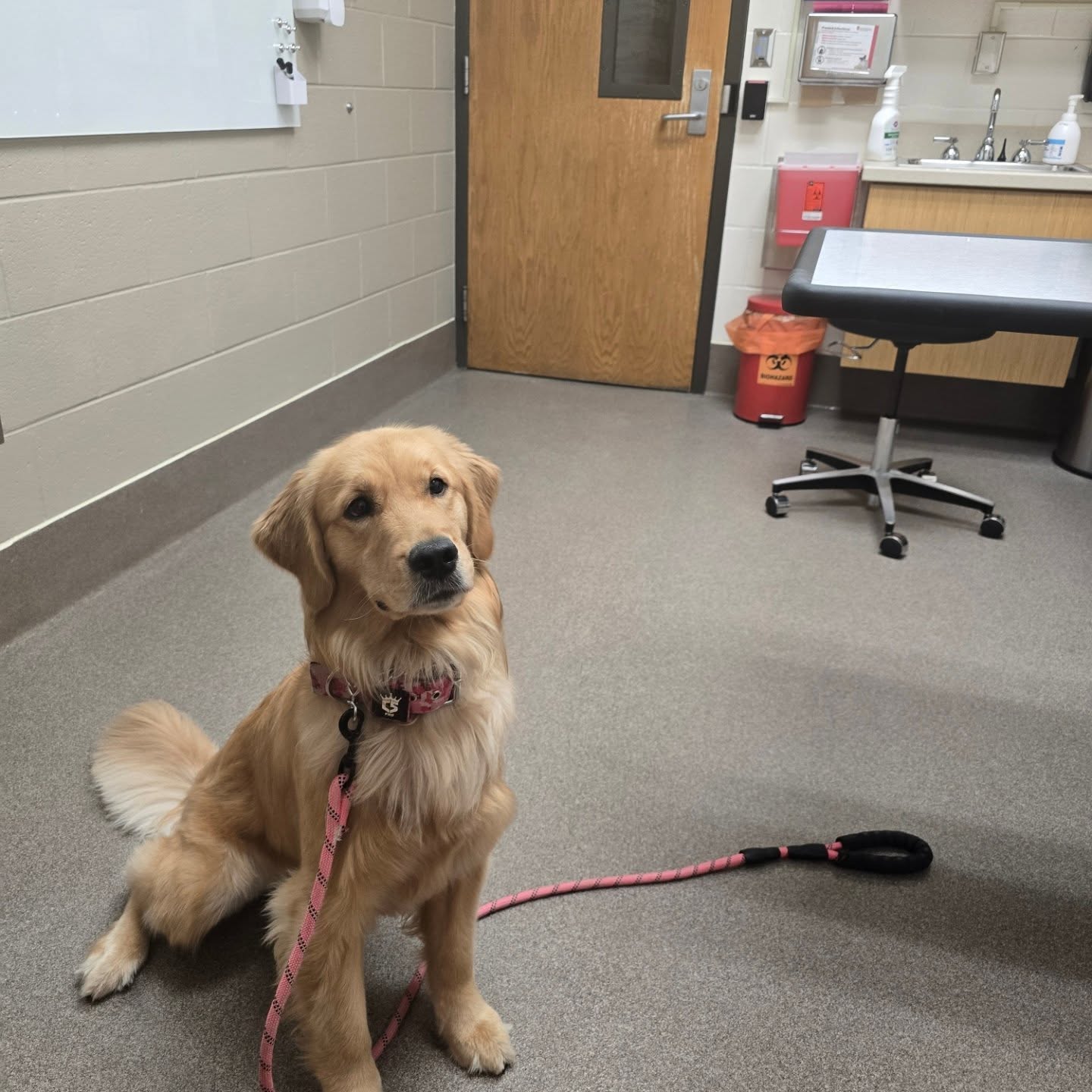This is a photo of Ezmae, a golden retriever, in a UW Veterinary Care patient room.