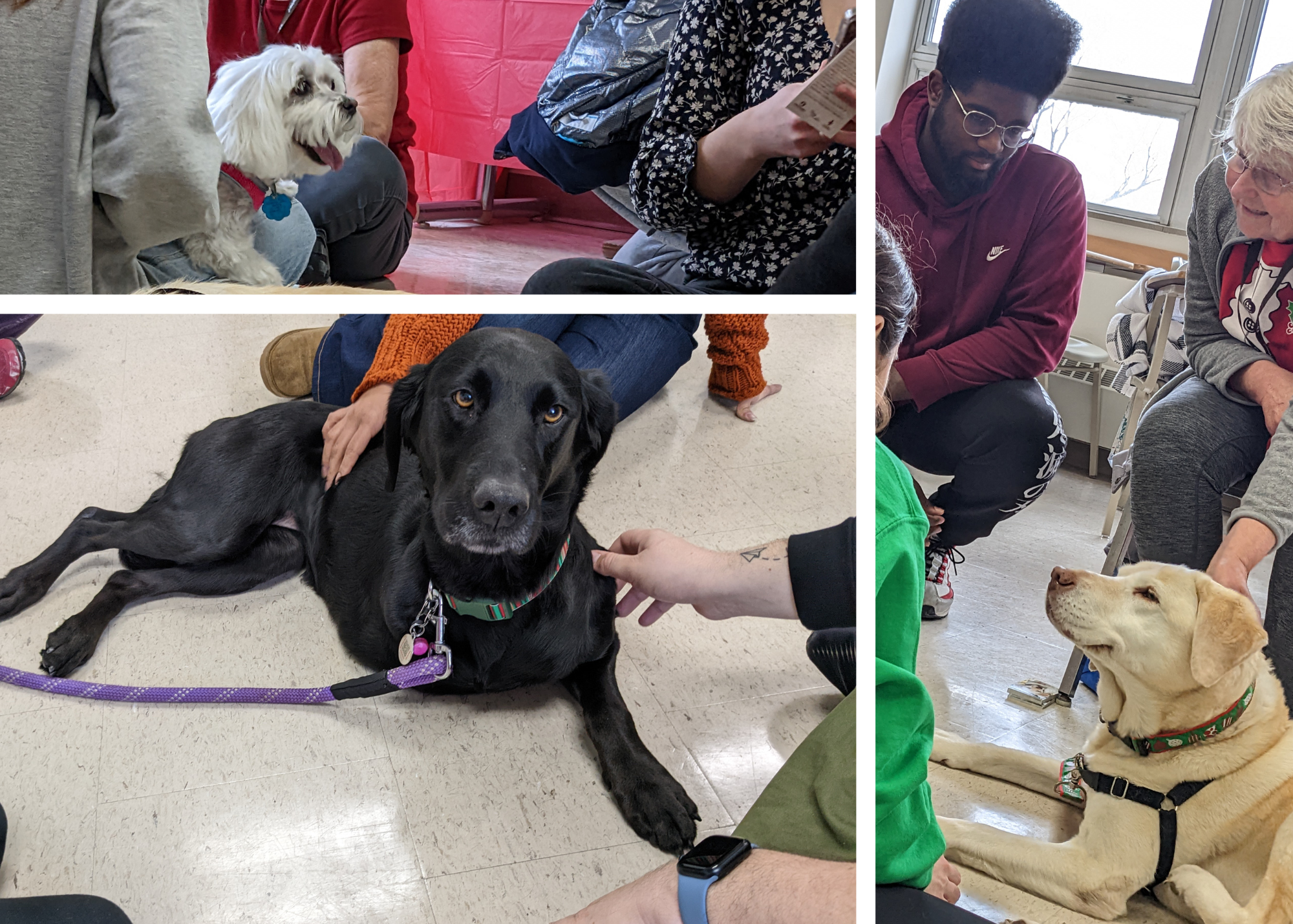 A small white dog, a black lab with three legs, and a yellow lab enjoy attention from various students.