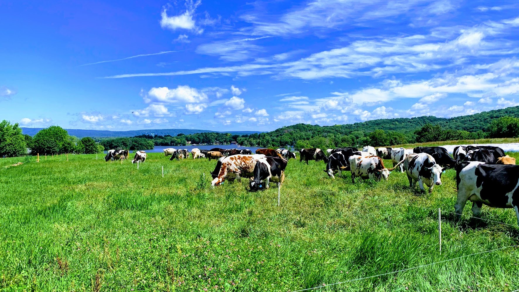 Cows graze in a field on a sunny day.