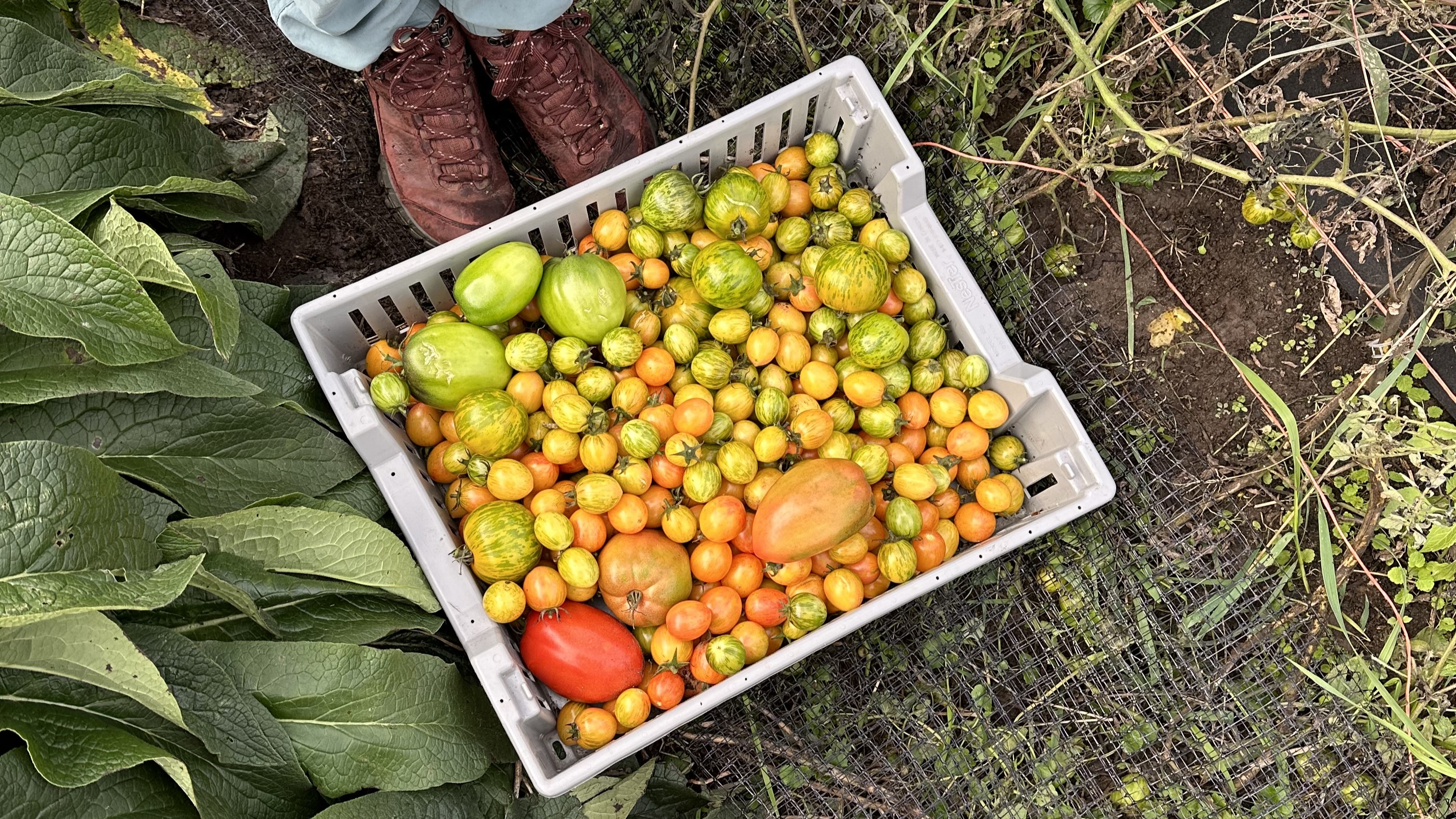 A bucket of green, yellow, orange, and red tomatoes.