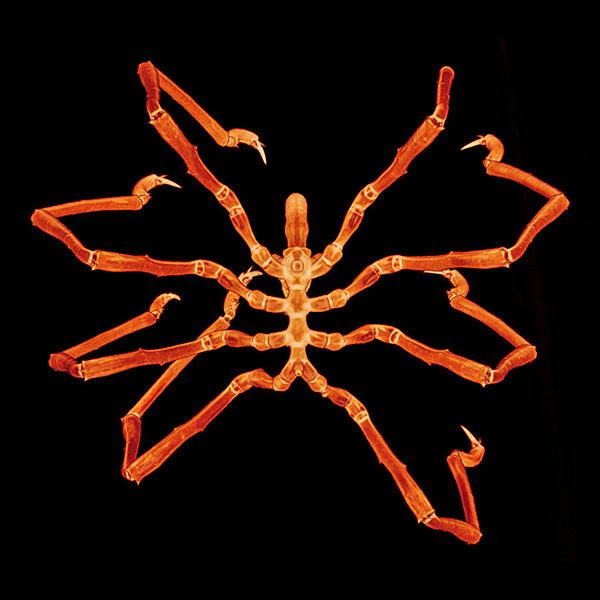 Endeis spinosa sea spider.